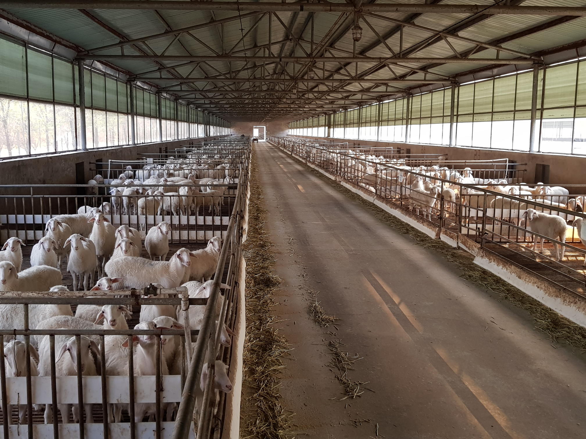 تجارب پرورش گوسفند در دنيا