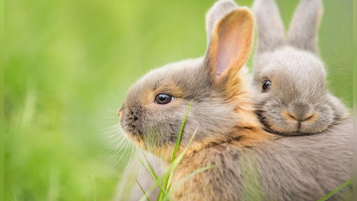 خرگوش 2منظوره